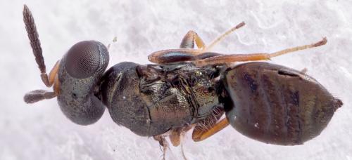 Cyclogastrella simplex